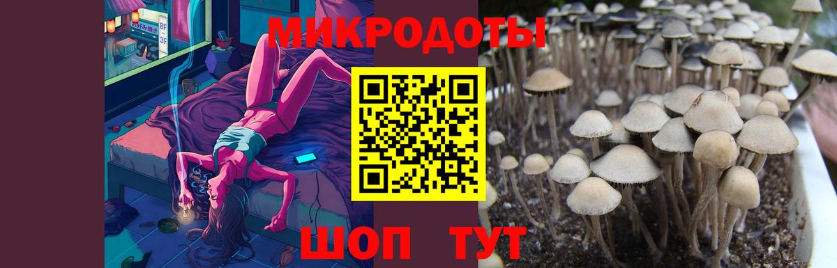 Псилоцибиновые грибы Cubensis Октябрьский
